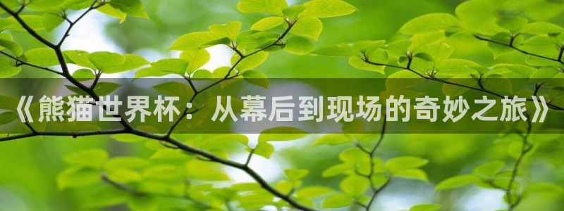 《熊猫世界杯：从幕后到现场的奇妙之旅》